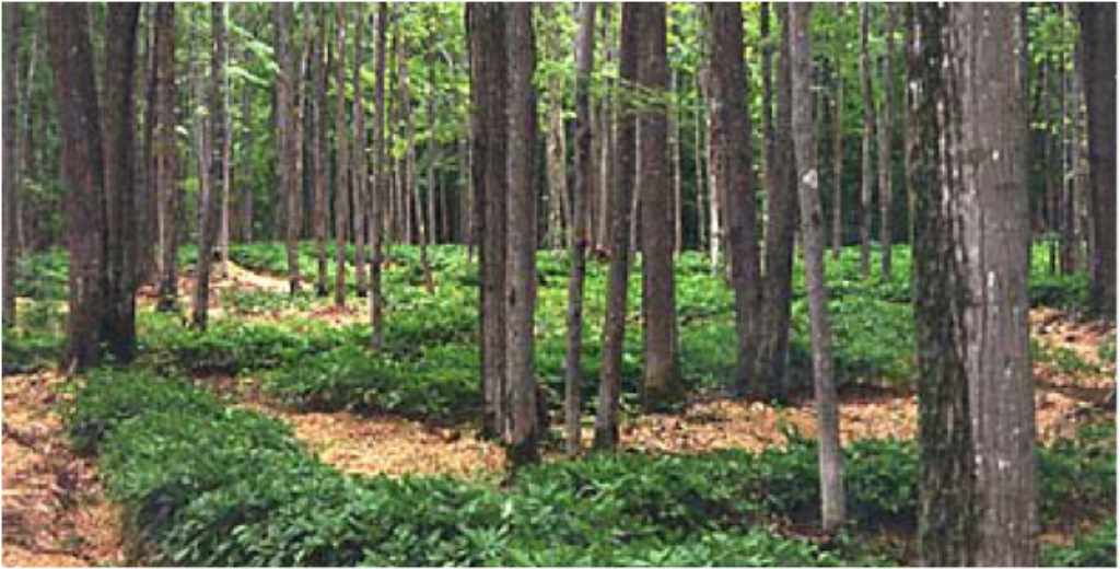 Wilhelm Farm Agroforestry