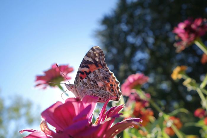 Painted Lady