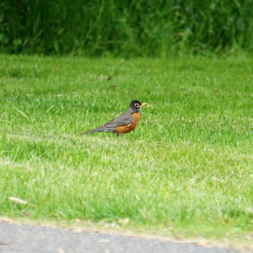 There was always at least one Robin darting about in the grass near the house.