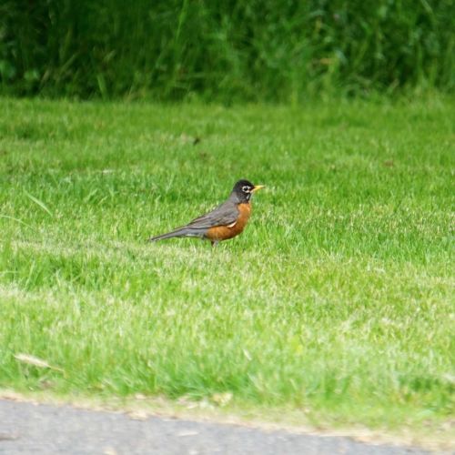There was always at least one Robin darting about in the grass near the house.