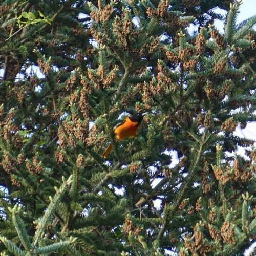 One of a few dramaticly coloured birds I saw. Distance made this and the following shots less detailed than I would have liked.