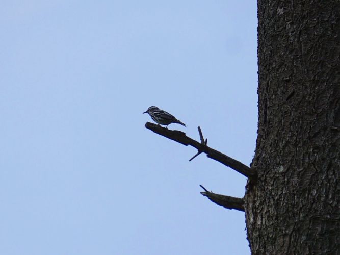 Spotted this strikingly marked warbler several times, always fairly high up in the woods.