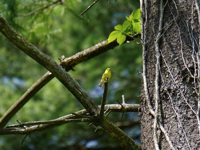 Another Warbler that tended to stay higher in the trees at the edge of the woods.