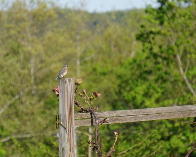 My ongoing challenge was to catch a Bluebird on one of the posts or plough-wheel before I left the farm. 