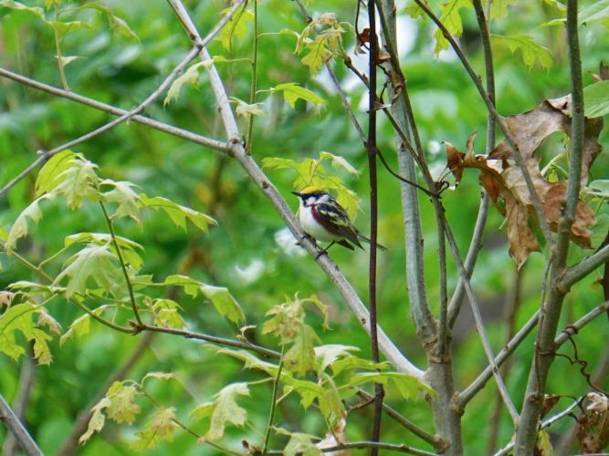 Another frequently spotted bird around the edge of the woods.