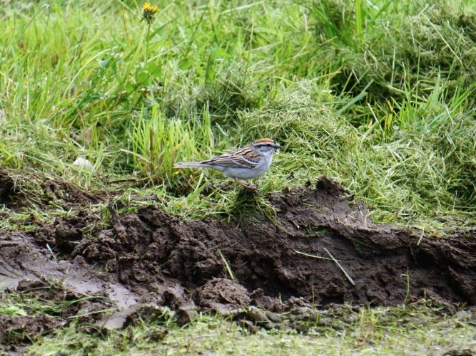 "The early naturalists had a gift for description you just don’t see anymore. In 1929, Edward Forbush called the Chipping Sparrow “the little brown-capped pensioner of the dooryard and lawn, that comes about farmhouse doors to glean crumbs shaken from the tablecloth by thrifty housewives.” Cornell's Site.