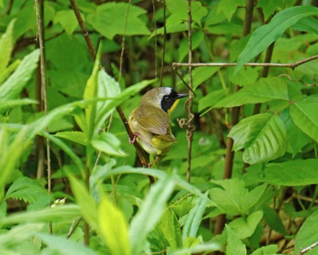 Gorgeous small warblers, but shy. This little fellow popped out of the underbrush to see what I was up to.