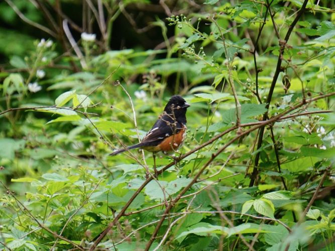 More Towhee activity