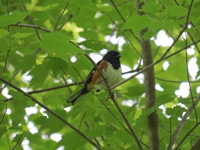 The Towhees were very active the last few days I was at Wilhelm Farm. I caught this mating pair in a relatively open portion of the woods.