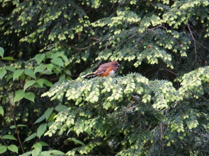 Two Towhees were playing hide and seek in this tree.