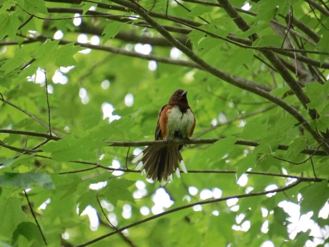 There appeared to be some sort of mating display going on, though I'm also told Towhees can be very territorial and might be displaying for that reason.