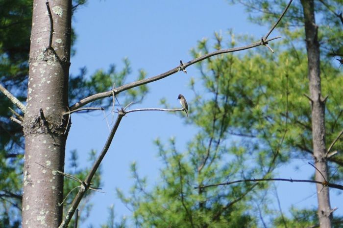 Another smaller bird that stayed up in the middle range branches throughout the edge of the woods.