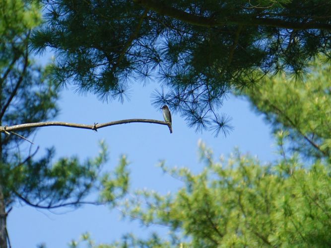 Cornell's great bird site tells me, "these small flycatchers perch on dead branches in the mid-canopy and sally out after flying insects."