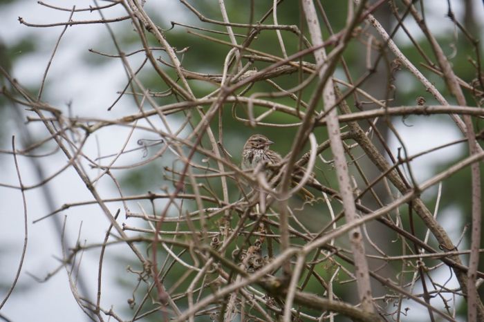 There appeared to be a small tribe of Song Sparrows living in and around the Silvopasture area. They seemed to enjoy having their picture taken, as well.