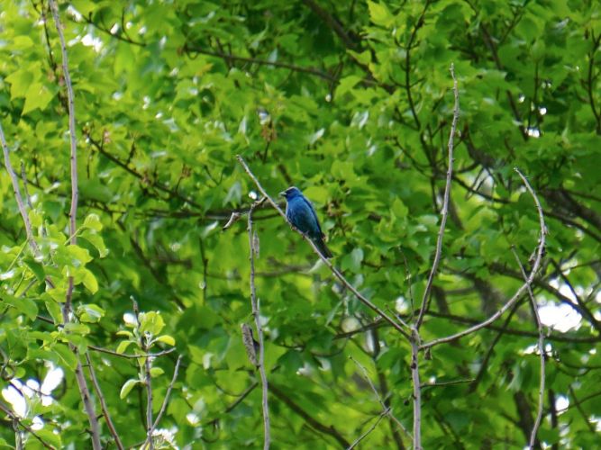 A most exciting sighting, the blue did not photograph as brightly as it appeared to the naked eye.! 