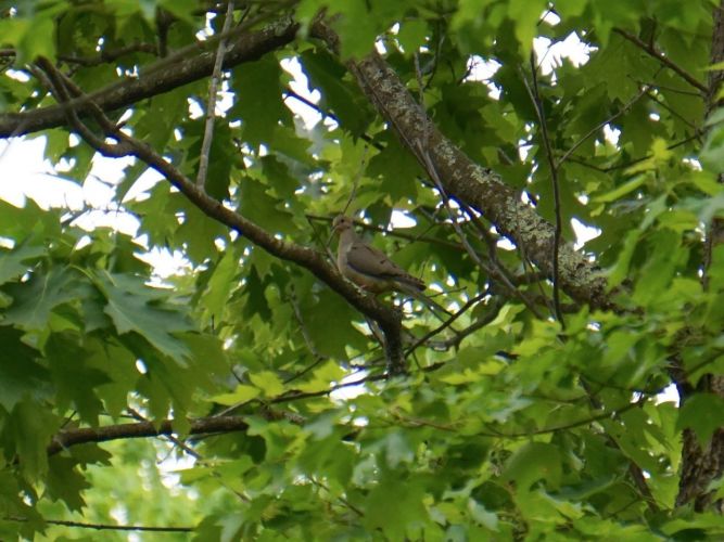 I heard these doves more than saw them, but finally caught with a pair deep in the woods.