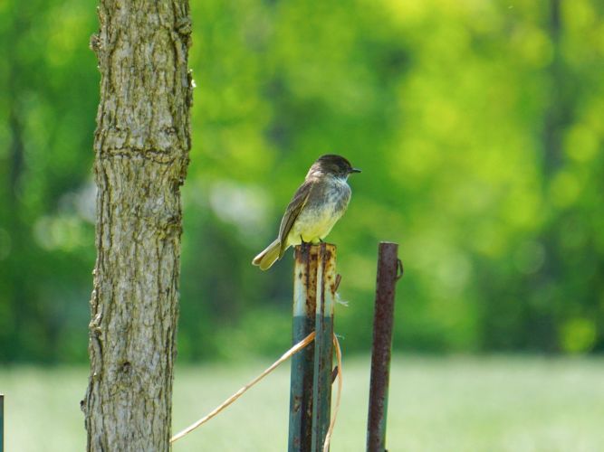 Standing guard near the nest.