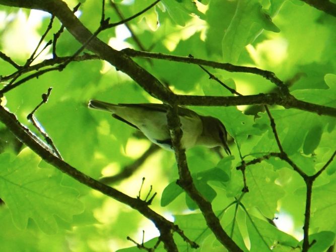 I am told there are a lot of Vireos living in the woods, but I had a difficult time spotting them. In this case the distance and lighting makes it hard to be sure which variety of Vireo I did manage to capture in this photo.