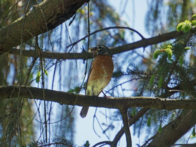 Another frequently spotted bird, mostly in and around the fields. A classic shot of a Robin with a worm.