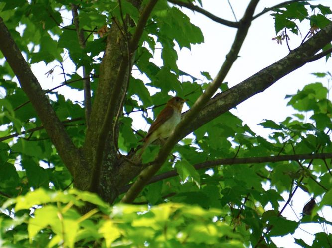 I believe this to be a Veery. I saw a few birds I IDed as Veery, but had difficulty getting a good photo.