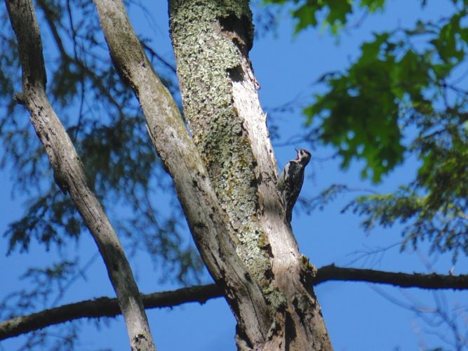 There are at least three (and possibly more) varities of Woodpecker that have been observed in the woods, but I didn't have much luck with photos. aside from this and a very lo-res snap of a Flicker. I did visually ID a Pileated Woodpecker.