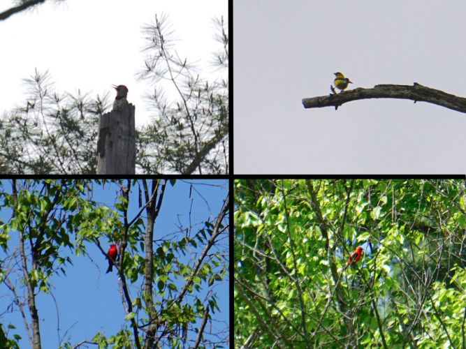 Clockwise from upper left: Northern Flicker, American Goldfinch, Scarlet Tanager (two views to confirm ID), another exciting sighting!