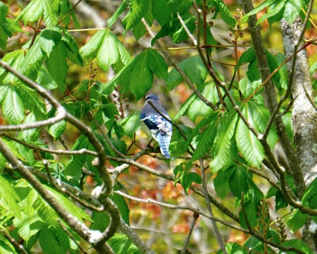 It was surprisingly difficult to photograph the Jays. I remember them as brazen feeder visitors, but I think perhaps they were just passing through, as I only saw them the first week of my visit.