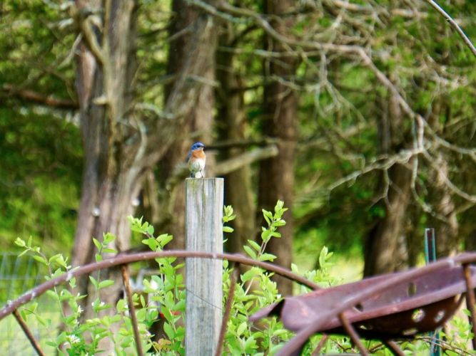 My ongoing challenge was to catch a Bluebird on one of the posts or plough-wheel before I left the farm. 