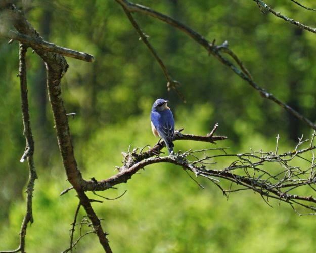 Another frequent visitor to the barnyard and meadow edge were Bluebirds. Lovely to see them darting about and hear them singing.