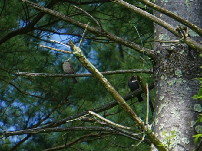 This pair of Cowbirds was dancing around between a few branches in this tree..