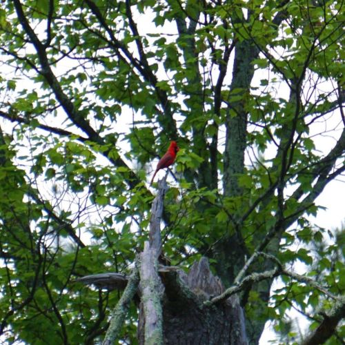 A childhood favourite, hard not to be cheered up seeing a bright red Cardinal!! 