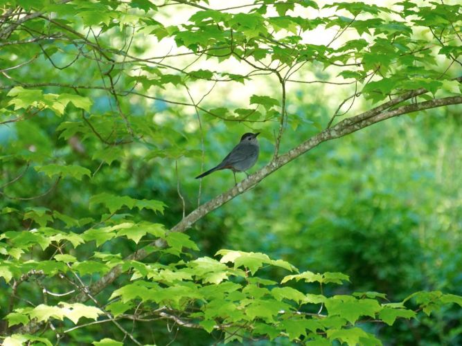 The Catbirds seemed to be one of the most curious birds, remaining at  safe distance, but tracking my movements and activities.