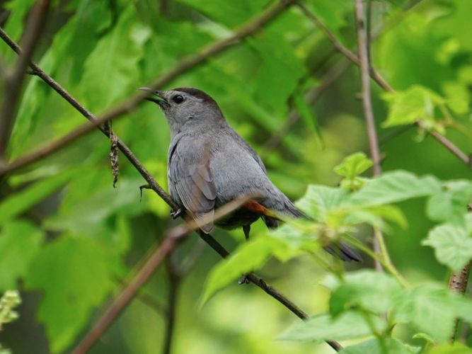 Catbirds were one of my most frequently spotted birds in and around the edge of the woods.