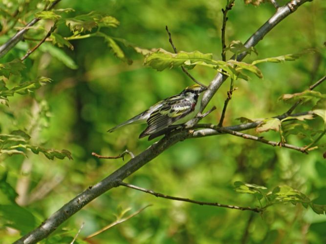 This shot makes it clear how a bright yellow patch on your head can actually work as camouflage.