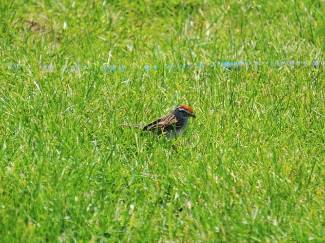 So enjoyed watching these little fellows darting in and around the buildings and garden.