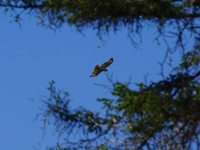 Another ongoing farm presence are hawks. Not much luck in getting photos, but I did catch some great video of a hawk perching atop a tree!