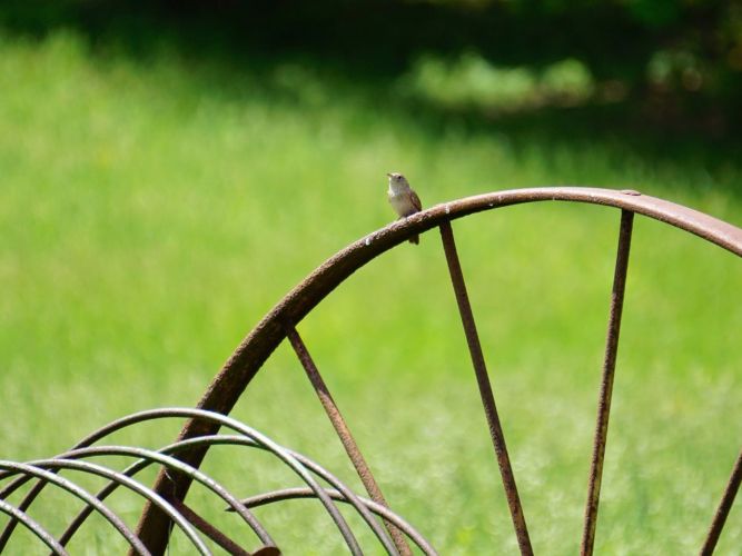 Another hoped for shot, a wren on a wheel.