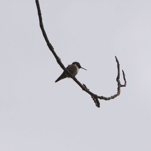 A rare moment to catch a hummingbird sitting still. Not a great angle for light, but I suspect this to be a Ruby-throated Hummingbird.