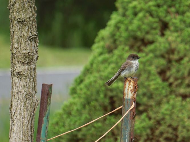 A pair of Phoebes had made a nest in the farm stand near the driveway. 