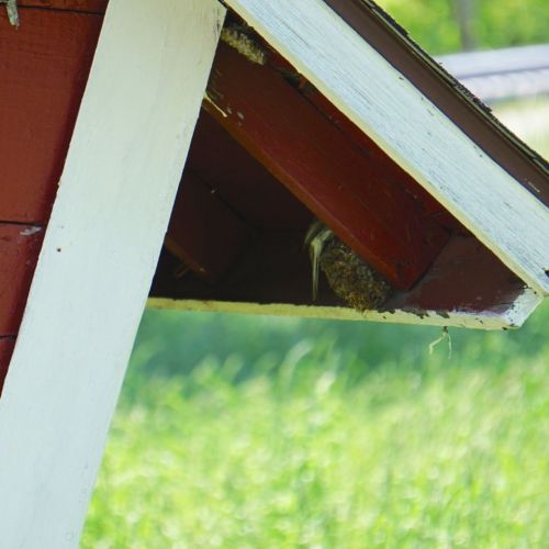 Apparently sometimes Phoebes also use old Barn Swallow nests, and vice versa.