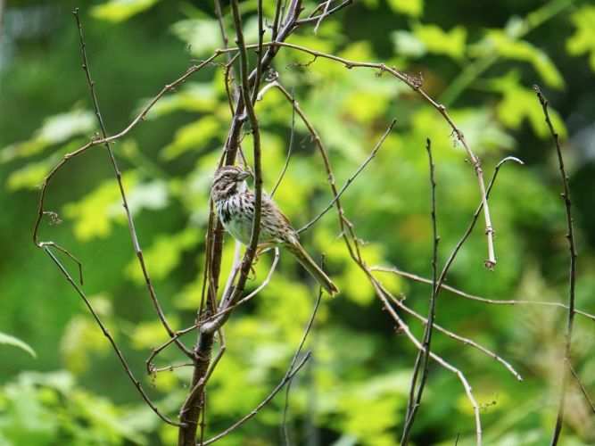 Another in a lovely series of Song Sparrow portraits.