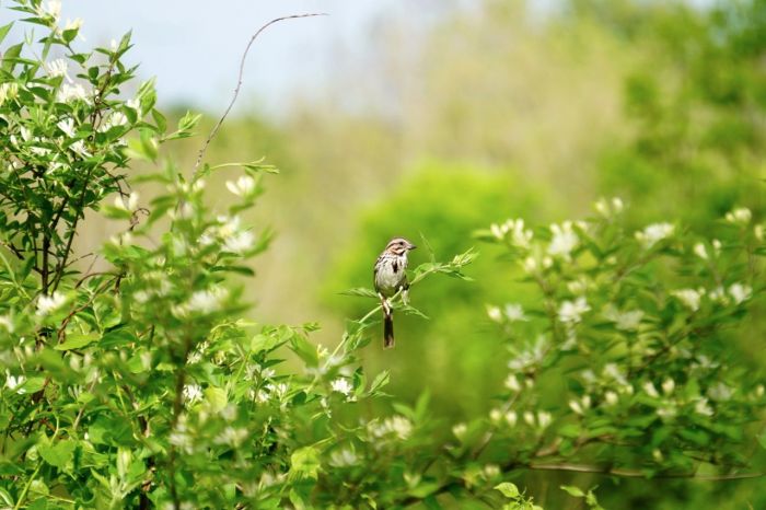 The Song Sparrow seemed to enjoy posing.