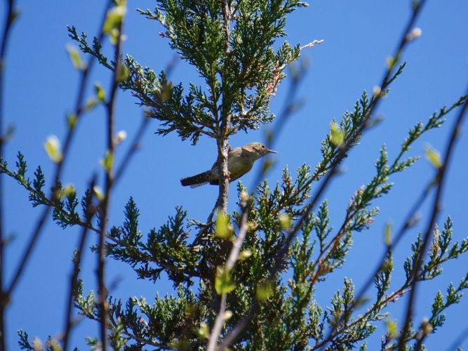 Ever present around the house, this aptly named small bird is very vocal!